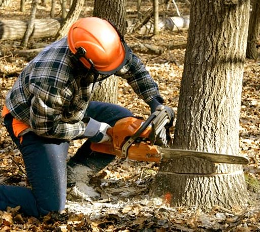 Tree Removal in Reno, PA